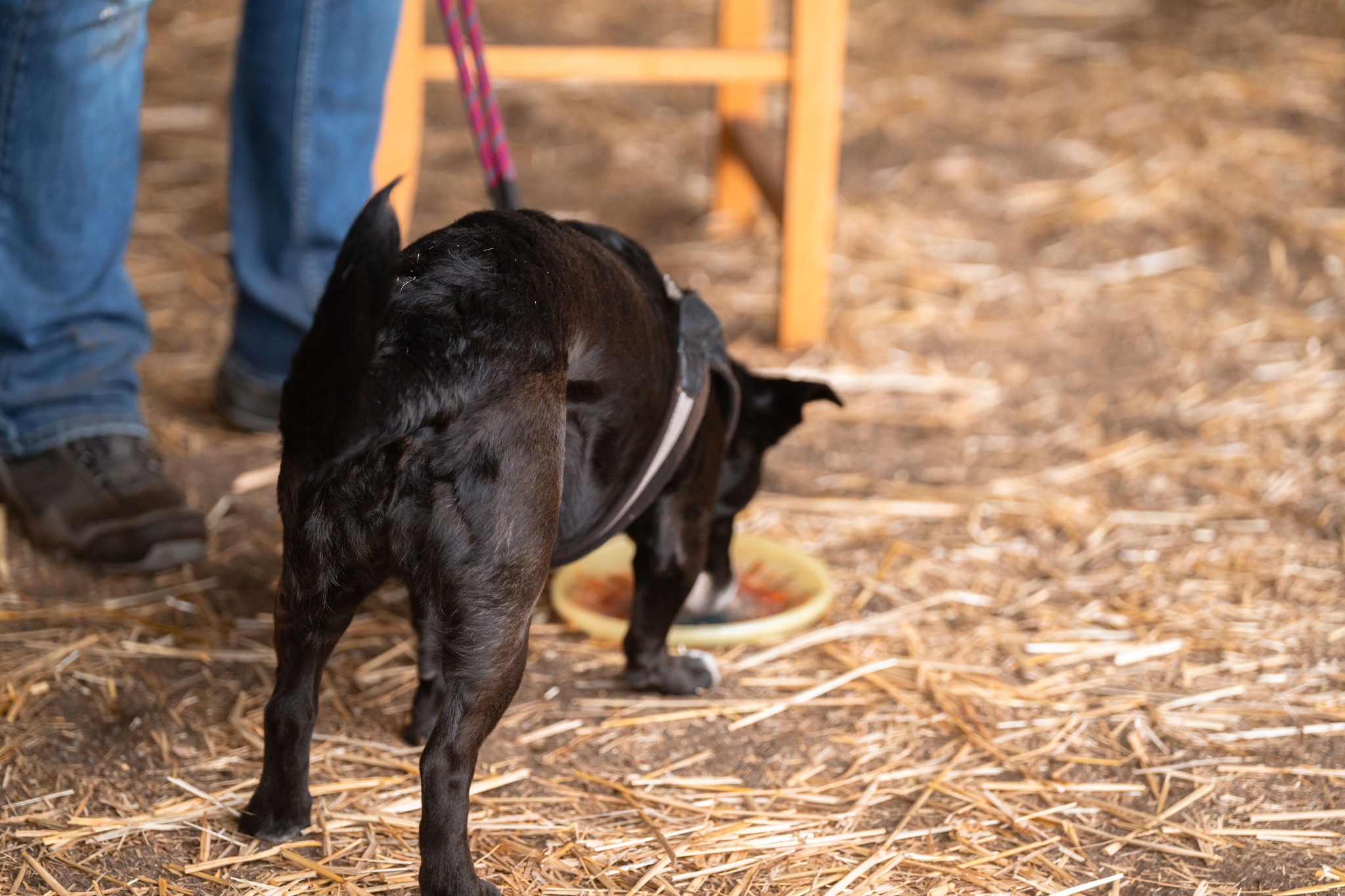 Dog enjoying after run reward
