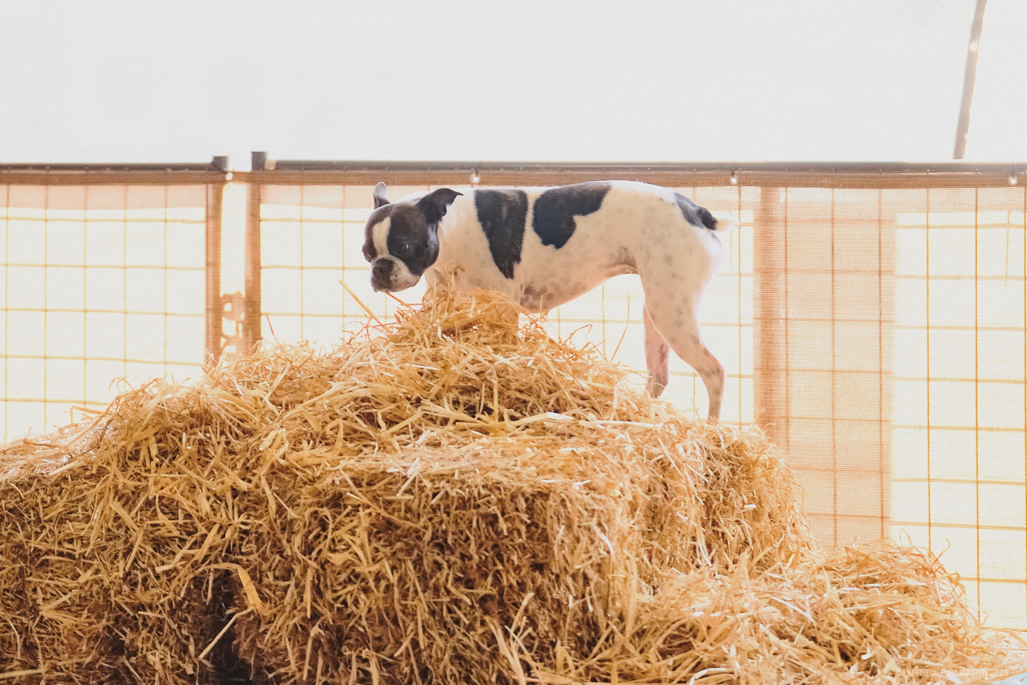 Piggy sourcing odor
