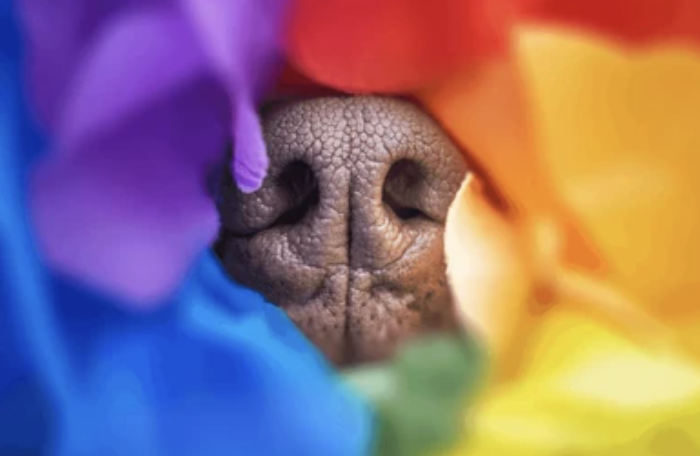 pride nose